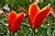 naturalized tulip