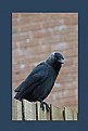 Picture Title - crow