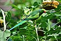 Picture Title - Rose Ringed Parakeet