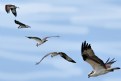 Picture Title - Osprey Sequence