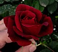 Picture Title - red rose