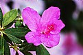 Picture Title - Pink Rhodie