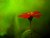 RED vs. GREEN