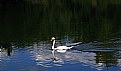 Picture Title - Swan Song