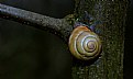 Picture Title - Snail...