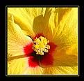 Picture Title - Yellow\red