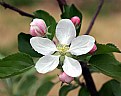 Picture Title - It's Apple Blossom Time!