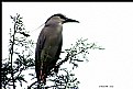 Picture Title - Black Headed Night Heron.
