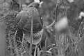 Picture Title - Snail - 2