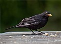 Picture Title - Black bird