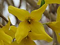 Picture Title - Forsythia