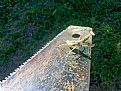 Picture Title - prying mantis on saw blade