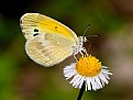 Dainty Sulphur on Aster