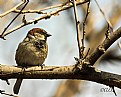 Picture Title - sparrow