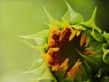 Picture Title - Sunflower-1