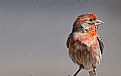 Picture Title - Red Perching