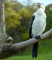 Picture Title - Cormorant