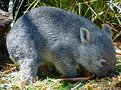 Picture Title - Baby Wombat