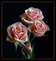 Picture Title - Four Roses