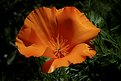 Picture Title - Orange flower