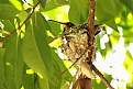 "Hummingbird on Nest"