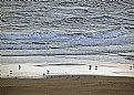 Picture Title - Seagulls