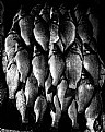 Picture Title - organized fishes