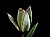  little white tulip