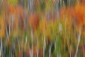 Picture Title - fall colours bancroft 7