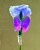 Iris Blossom