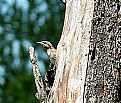 Wryneck