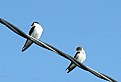 Picture Title - Bird on a Wire