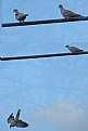 Picture Title - Bird on a Wire