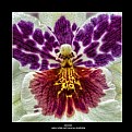 Picture Title - Orchid