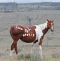 Picture Title - Horse With No Name