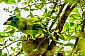 Picture Title - Blue Throated Barbet