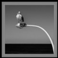 Bird On A Lamp II