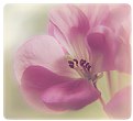 Picture Title - Geranium