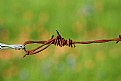 Picture Title - Barbed Wire