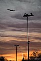 Picture Title - Gaviotas al atardecer II - Gulls at sunset II