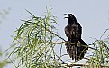 Picture Title - Blackbird on a limb