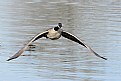 Picture Title - Canadian Goose