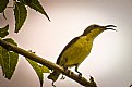 Picture Title - SUNBIRD