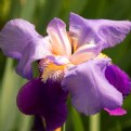 Picture Title - iris through an iris