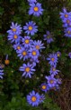 Picture Title - Cemetery Flowers