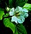 Medlar Blossom