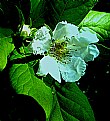 Medlar Blossom