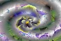 Picture Title - Pansy Swirl