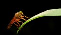 Picture Title - The Robber Fly