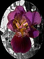 Picture Title - Iris Highlight